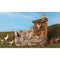 Barnyard Birds, Set of 12 - Fontanini® 5" Collection