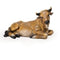 SEATED OX by Joseph's Studio® 27" Color Nativity Collection